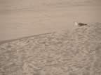 bird 2 (sep).jpg (40kb)